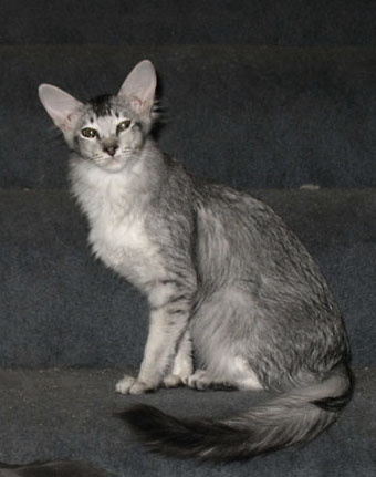 silver kitten