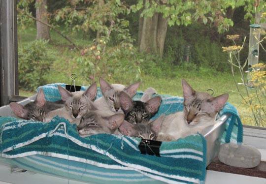 kittens and cats together in the windowsill